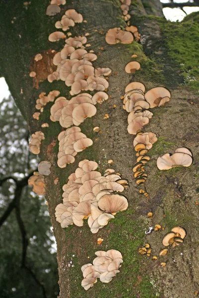 Growing Mushrooms Forest Nature Background — Stock Photo, Image