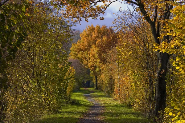 Atmosfera Jesienna Ostrość Selektywna — Zdjęcie stockowe