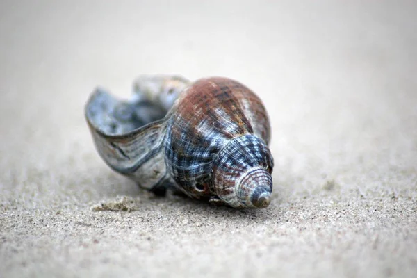 Salyangoz Gastropod Yumuşakça Hayvan — Stok fotoğraf