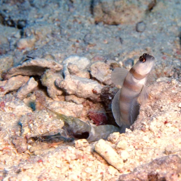 Морське Життя Рибою Під Водою — стокове фото