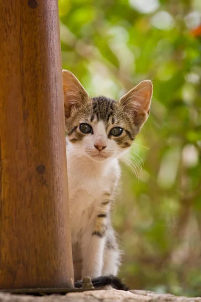 Retrato Lindo Gato —  Fotos de Stock