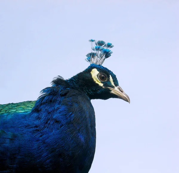 Schilderachtig Uitzicht Pauw Vogel Het Wild Leven — Stockfoto