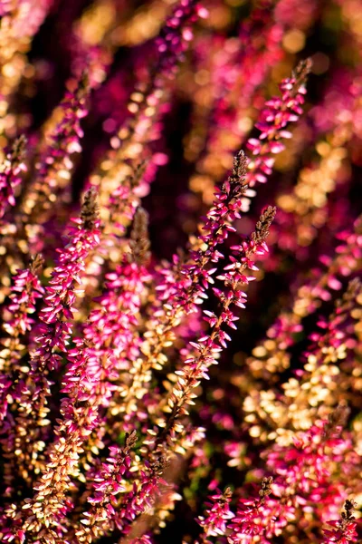 Flores Florecientes Hermosas Fondo Naturaleza — Foto de Stock