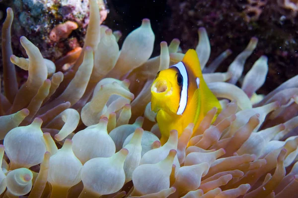 Клоун Риба Підводний Риф Рибами — стокове фото