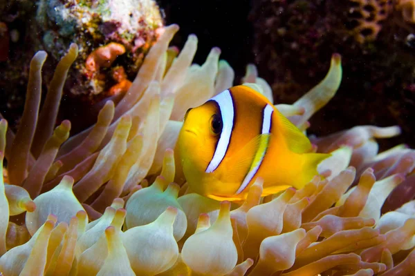 Peces Payaso Mar Bajo Agua — Foto de Stock