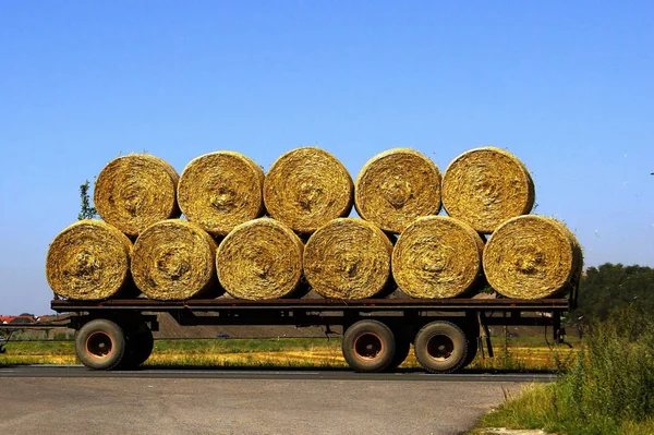 Agriculture Field Harvest Straw Bales — Stock Photo, Image