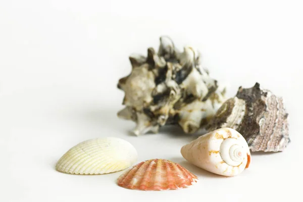 Meeresmuscheln Muscheln — Stockfoto