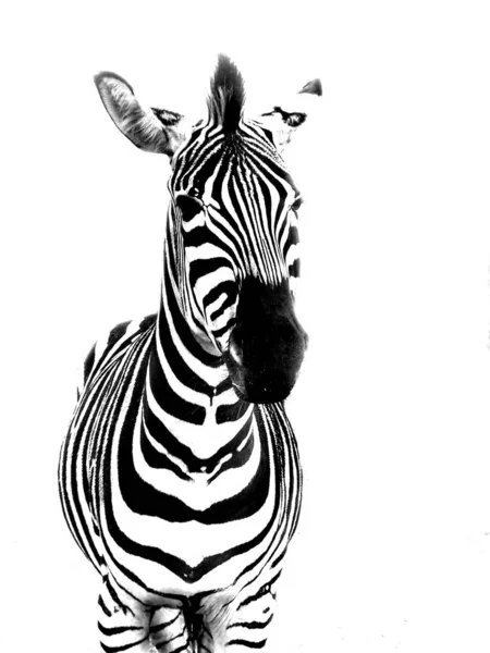 アフリカの黒と白のゼブラ動物 — ストック写真