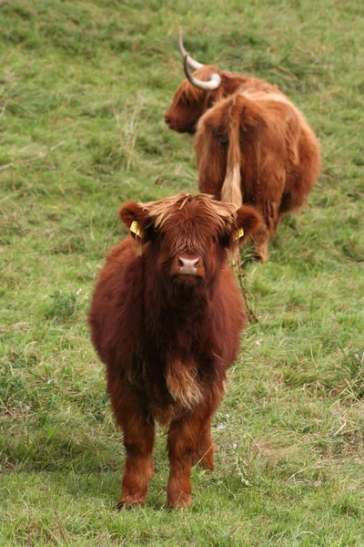 Scottish Highland Cattle Animals Wildlife — Stock Photo, Image