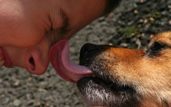 Schilderachtig Uitzicht Van Schattige Puppy Hond — Stockfoto