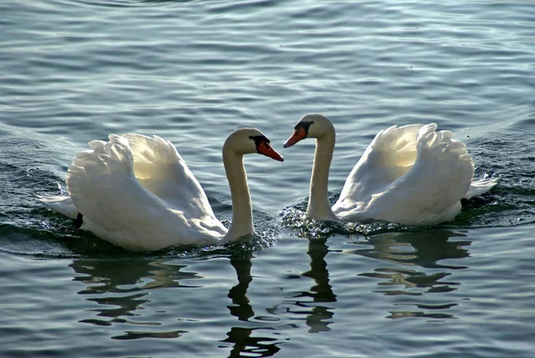 Scenic View Beautiful Bird Nature — Stock Photo, Image