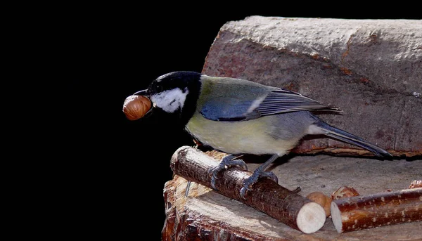 Güzel Meme Faresi Kuşunun Manzarası — Stok fotoğraf