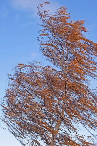 Schöne Landschaft Des Waldes — Stockfoto