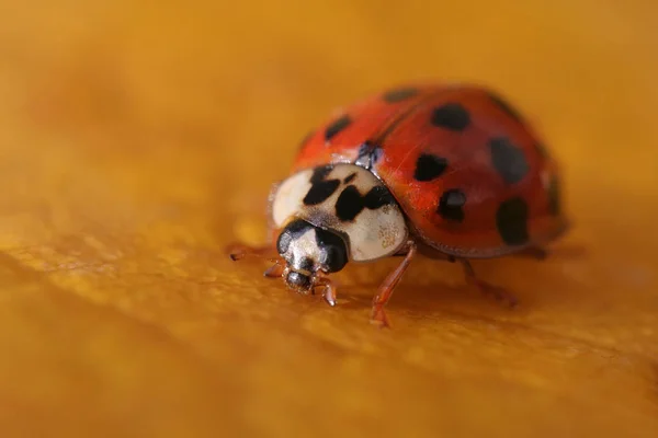 Primer Plano Error Naturaleza Salvaje — Foto de Stock