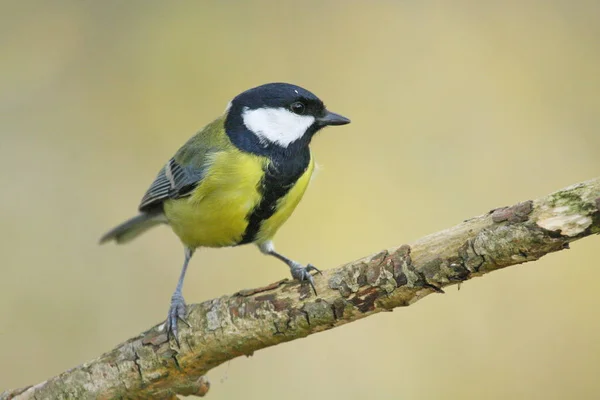 Malowniczy Widok Piękny Ptak Titmouse — Zdjęcie stockowe