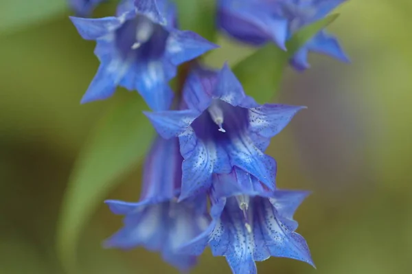 Perto Uma Bela Flor — Fotografia de Stock