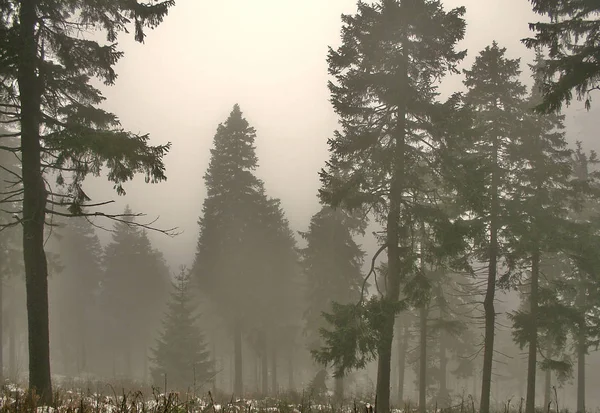 Δάσος Στην Ομίχλη — Φωτογραφία Αρχείου