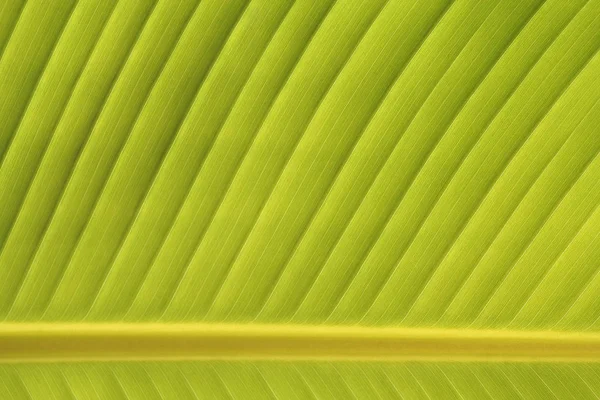 Textura Fondo Hoja Verde — Foto de Stock