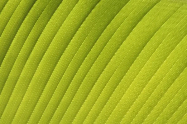 Zielony Liść Tło Tekstury — Zdjęcie stockowe