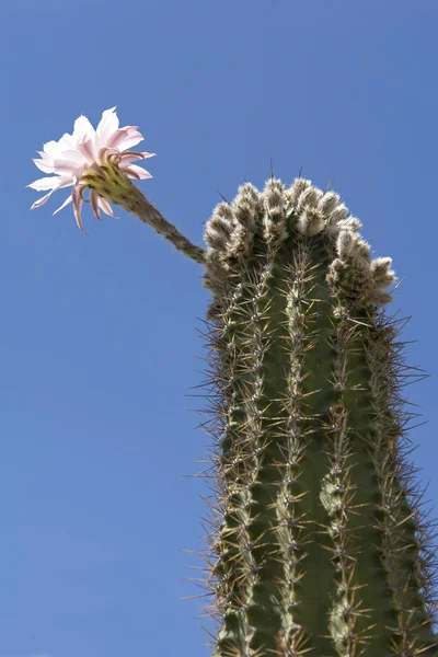 Cactus Flower Flora Cacti Growth Royalty Free Stock Photos