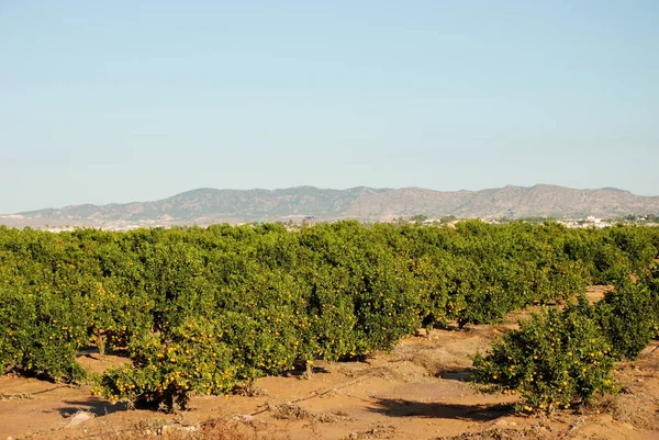 Апельсиновая Плантация Мурсии Испания — стоковое фото