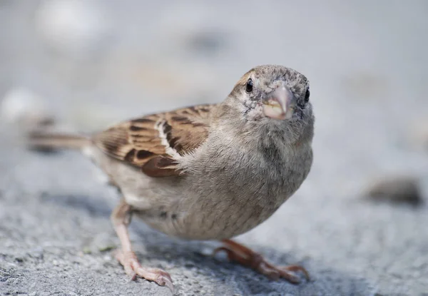 Küçük Kuş Yüzümü Kameraya Doğru Sırıttı — Stok fotoğraf