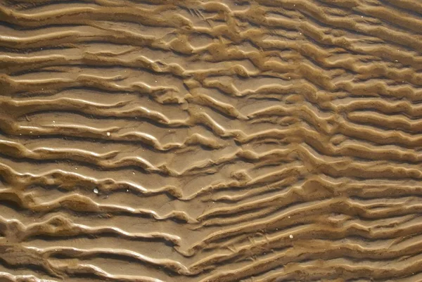 沙质结构骨V1 — 图库照片