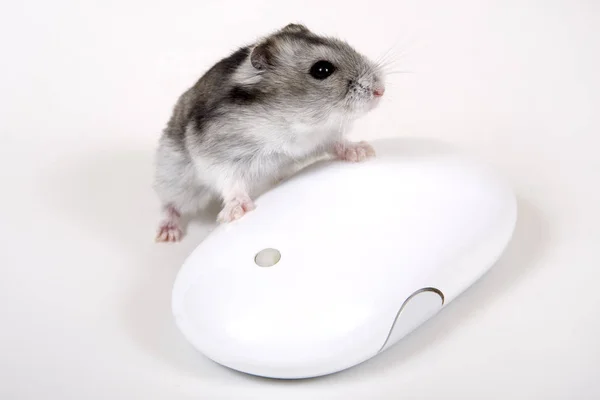 Mouse Computador Dispositivo Entrada Roda Rolagem — Fotografia de Stock