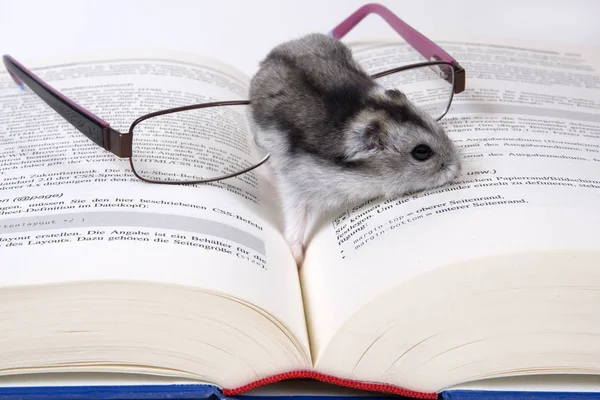 Pequeño Cachondo Con Libro — Foto de Stock