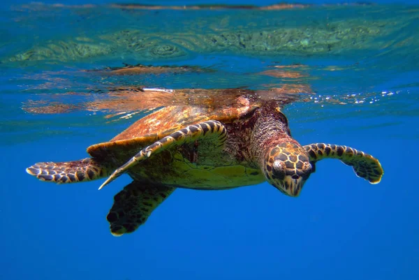 Tropiska Sköldpaddor Djur Natur Fauna — Stockfoto