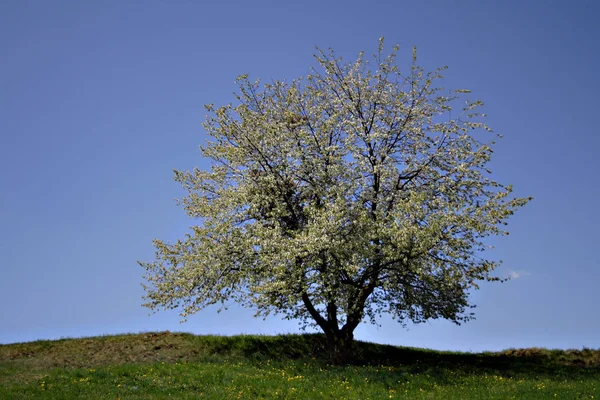 Самотнє Дерево Полі — стокове фото