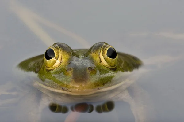 Żaba Zwierzę Stawu Płazów — Zdjęcie stockowe