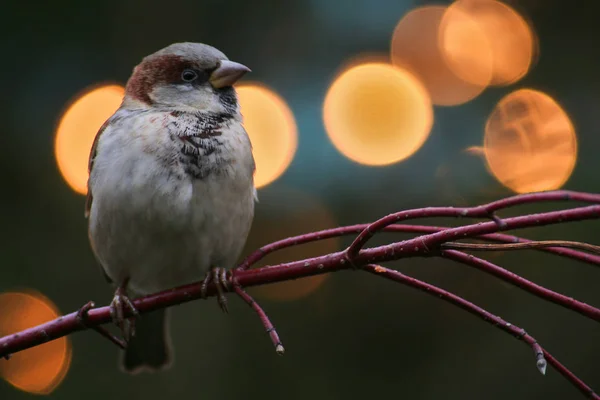 Close Sparrow Bird — Stock Photo, Image