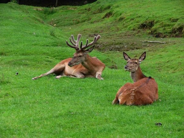 Naturaleza Vida Silvestre Los Ciervos Animales Fauna —  Fotos de Stock