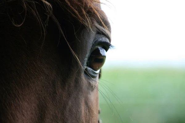 野生の自然でかわいい馬 — ストック写真