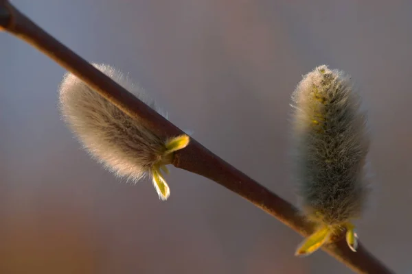 Pussy Willow Spring Catkin — Stock Fotó