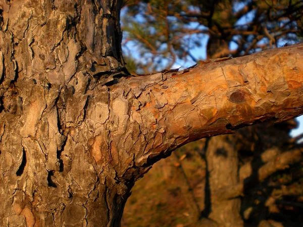 木の幹の質感樹皮表面 — ストック写真