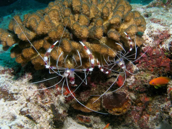 Coral Fish Red Sea — Stock Photo, Image