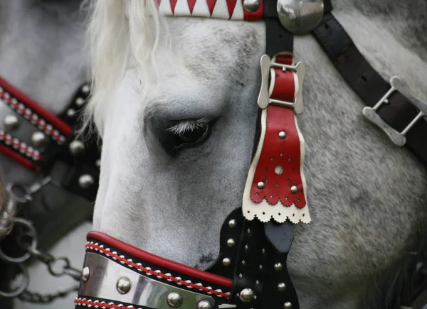 Malebný Pohled Americký Percheron Sport — Stock fotografie