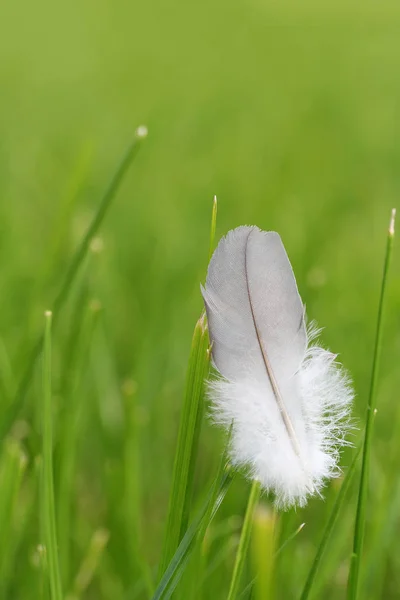 緑の草の上の鳥の羽 — ストック写真