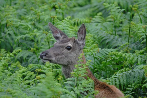 Een Hert Het Bos — Stockfoto