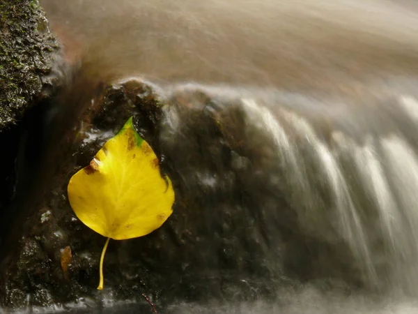 Nehirde Sonbahar Yaprakları — Stok fotoğraf