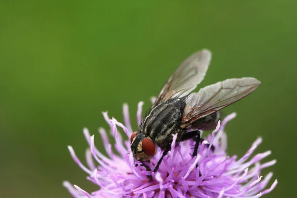 Closeup View Insect Nature — Stock Photo, Image