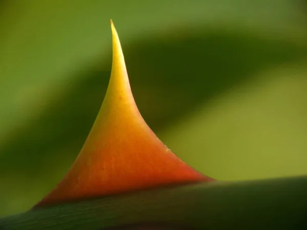 Vacker Botanisk Skott Naturliga Tapeter — Stockfoto