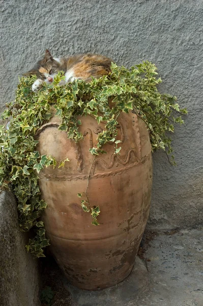 Söder Katterna Kan Det Lugnt Och Kan Inte Störas Turister — Stockfoto