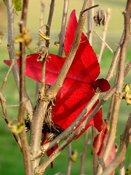 Schöne Botanische Aufnahme Natürliche Tapete — Stockfoto