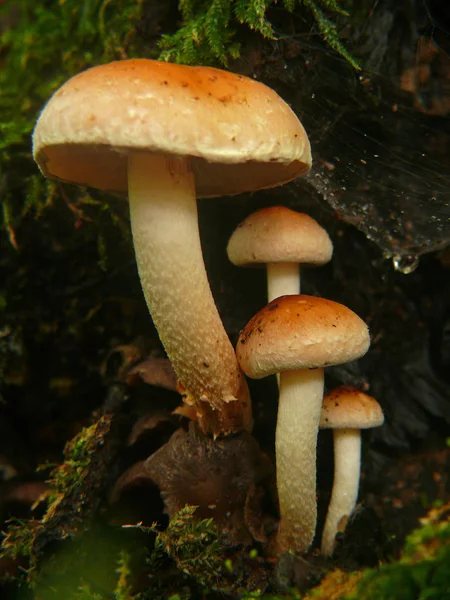 Culture Champignons Dans Forêt Fond Nature — Photo