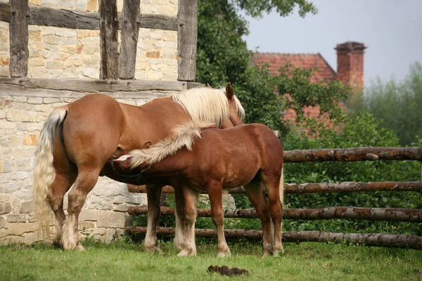 Jungtiere Selektiver Fokus — Stockfoto