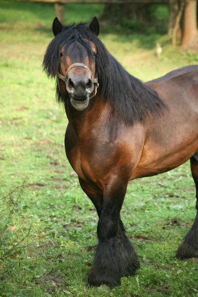 Ssak Koń Czystej Krwi — Zdjęcie stockowe