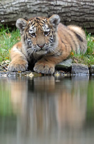 Feline Predator Wild Tiger — Stock Photo, Image
